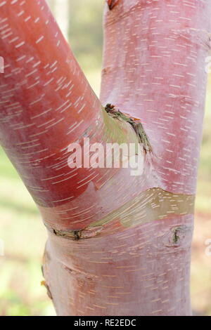 Betula albosinensis 'China Ruby'. Chinesische Rote Rinde der Birke im Winter, Großbritannien Stockfoto