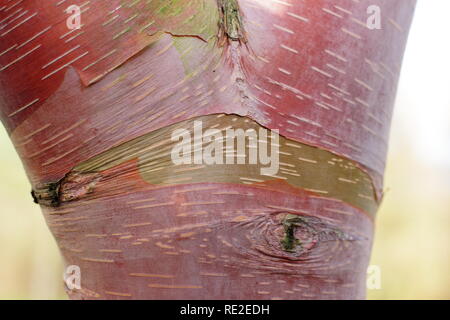 Betula albosinensis 'China Ruby'. Chinesische Rote Rinde der Birke im Winter, Großbritannien Stockfoto