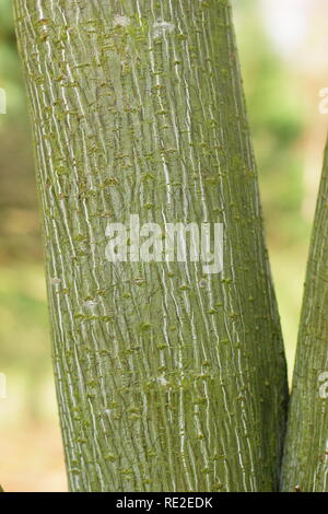 Acer tegmentosum 'Joe Witt". Gestreifte Rinde von snakebark Maple" Joe Witt' im Winter, Großbritannien Stockfoto