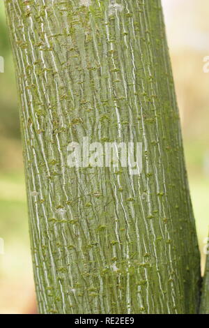 Acer tegmentosum 'Joe Witt". Gestreifte Rinde von snakebark Maple" Joe Witt' im Winter, Großbritannien Stockfoto