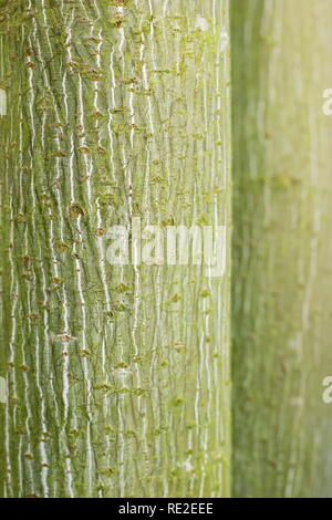 Acer tegmentosum 'Joe Witt". Gestreifte Rinde von snakebark Maple" Joe Witt' im Winter, Großbritannien Stockfoto