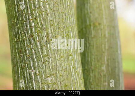 Acer tegmentosum 'Joe Witt". Gestreifte Rinde von snakebark Maple" Joe Witt' im Winter, Großbritannien Stockfoto