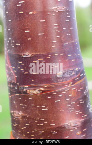 Betula utilis' Wakehurst Place Schokolade" Birke Baumrinde im Winter, Großbritannien Stockfoto