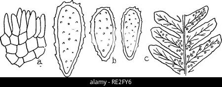 . Die britische Rostpilze (uredinales) ihre Biologie und Klassifizierung. Rostpilze. 377 MILESINA auf Polypodium vulgare var. serratimi, Schottland, Dezember 1906 (C. H. Wright in Kraut. Kew). Auf Polypodium vulgare, Dolgelly, Mai 1913 (A. D. Baumwolle). (Abb. 281.) Die Gattung Milesia jetzt fallen gelassen wird, weil es auf einem unvollkommenen Staat, der einen von mehreren Gattungen angehören, gegründet wurde. 2. Milesina Blechni Sydow. Uredo Scolopendrii Fckl.; Plowr. Uriert. S. 256 p.p. Saco. Syll. vii. 860,- p.p. Melampsorella Blechni Syd. Annal. Mycol. 1903, S. 537. Milesina Blechni Sydow in Mycoth. Germ.-Nr. 877 (1910 Stockfoto
