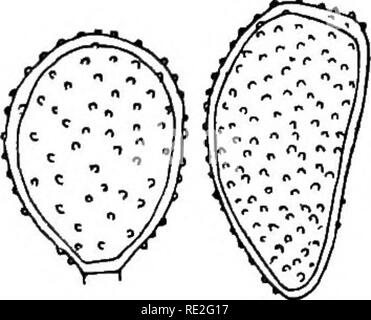 . Die britische Rostpilze (uredinales) ihre Biologie und Klassifizierung. Rostpilze. MELAMPSORELLA 363 und eitle searoh sich über viele Jahre; es ist bestätigt worden durch Tubeuf, Klebahn und Biibdk. Die secidia von drei anderen Arten, Melam - psorellaSymphyti, Pucciniastrumpustulatum {aACalyptosporaOoeppeTtiana, die auch auf dem gleichen Host leben, keine Verformung der Triebe verursachen, und können daher leicht unterschieden werden. Verbreitung: Europa, Nordamerika. 2. Melampsorella Symphyti Bub^ k. Uredo Symphyti DC. Encycl. viii. 232. Plowr. Uriert. S. 255. Sacc. Syll. vii. 861. Trichobasis Sy Stockfoto