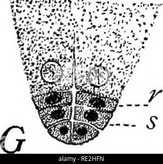 . Morphologie der spermatophyten. [Teil I Gymnosperms]. Gymnosperms; Pflanze Morphologie. . Bitte beachten Sie, dass diese Bilder sind von der gescannten Seite Bilder, die digital für die Lesbarkeit verbessert haben mögen - Färbung und Aussehen dieser Abbildungen können nicht perfekt dem Original ähneln. extrahiert. Coulter, John Merle, 1851-1928; Chamberlain, Charles Joseph, b. 1863. New York, D. Appleton Stockfoto