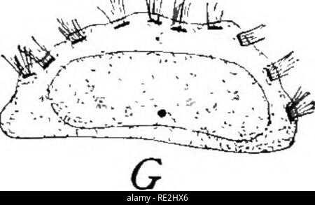 . Morphologie der spermatophyten. [Teil I Gymnosperms]. Gymnosperms; Pflanze Morphologie. : 4 | ^. Bitte beachten Sie, dass diese Bilder sind von der gescannten Seite Bilder, die digital für die Lesbarkeit verbessert haben mögen - Färbung und Aussehen dieser Abbildungen können nicht perfekt dem Original ähneln. extrahiert. Coulter, John Merle, 1851-1928; Chamberlain, Charles Joseph, b. 1863. New York, D. Appleton Stockfoto