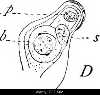 . Morphologie der spermatophyten. [Teil I Gymnosperms]. Gymnosperms; Pflanze Morphologie. : 4 | ^. Bitte beachten Sie, dass diese Bilder sind von der gescannten Seite Bilder, die digital für die Lesbarkeit verbessert haben mögen - Färbung und Aussehen dieser Abbildungen können nicht perfekt dem Original ähneln. extrahiert. Coulter, John Merle, 1851-1928; Chamberlain, Charles Joseph, b. 1863. New York, D. Appleton Stockfoto