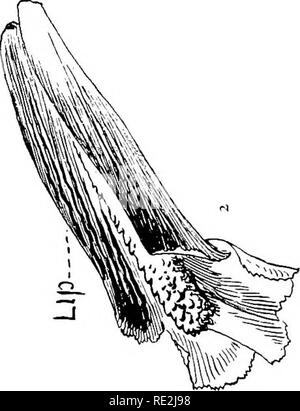 . Unsere einheimischen Orchideen; eine Reihe von Zeichnungen aus der Natur aller Arten im Nordosten der USA gefunden. Orchideen. . Bitte beachten Sie, dass diese Bilder sind von der gescannten Seite Bilder, die digital für die Lesbarkeit verbessert haben mögen - Färbung und Aussehen dieser Abbildungen können nicht perfekt dem Original ähneln. extrahiert. Gibson, W. Hamilton (William Hamilton), 1850-1896; Jelliffe, Helen Dewey Leeming, d. 1916. New York, Doubleday, Page&amp; Co. Stockfoto