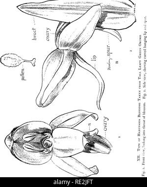 . Unsere einheimischen Orchideen; eine Reihe von Zeichnungen aus der Natur aller Arten im Nordosten der USA gefunden. Orchideen. . Bitte beachten Sie, dass diese Bilder sind von der gescannten Seite Bilder, die digital für die Lesbarkeit verbessert haben mögen - Färbung und Aussehen dieser Abbildungen können nicht perfekt dem Original ähneln. extrahiert. Gibson, W. Hamilton (William Hamilton), 1850-1896; Jelliffe, Helen Dewey Leeming, d. 1916. New York, Doubleday, Page&amp; Co. Stockfoto