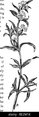 Vertraute Blumen Von Feld Und Garten Botanik Juni Juli August Und September 167 Tal Des Hudson Neben Der Bache Die Durch Die Catskills Und In Der Nahe Von Boston Es Ist