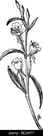 . Vertraute Blumen von Feld und Garten;. Botanik. 76 VERTRAUT BLUMEN VON FELD UND GARTEN. Soul Fighters, oder am Abend - Primrose ist ein Vier-E Tening-Frimrose, petalsd, blass-gelbe Blume, die (EnotUrapumiia. q^q j^ay in der Regel auf der Straße finden - Seite im Frühsommer, oder später. Die Vielfalt (E. pumila finde ich sehr häufig auf den Wiesen des Oampton im Juni. Ich habe ein kleines Stück der Anlage gezogen, um zu zeigen, was das allgemeine Aussehen der Blumen; sie sind klein und nicht fast so schön wie die blos - soms Der später blühende Sorte, die wir häufig neben der Straße treffen. (Enoihera Evening-Frimro Stockfoto