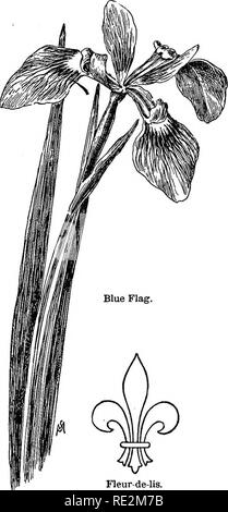 . Vertraute Blumen von Feld und Garten;. Botanik. Mai, Juni und Juli. 73 Blaue Flagge. Die größere blaue Flagge wächst in der iHs ^Er^ coiov. ^^^^^^w^^^^^^^^ Wiese, oder - Seite der schleppenden Stream und zeigt seine schönen vari-egated, blau-violetten Blüten im Juni oder Juli earlj. Der Charme der Iris liegt in der empfindlichen reichen Maserung der hellen pur-ple-Blau Blütenblatt, oder, cor direkt sprechen, größere Blütenhülle Division; für tha Iris oder Fleur-de-Lis, ist eine u-förmige Blume wie am Morgen - Herrlichkeit, und hat keine Blütenblätter. Unter dem Mikroskop seiner Färbung wunderbar ist - ly wunderschön; die fett Färbung des w Stockfoto