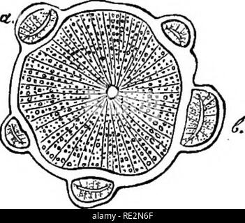 . Vergleichende Anatomie der vegetativen Organe Der phanerogamen und Farne;. Anlage Anatomie; Farne. . Bitte beachten Sie, dass diese Bilder sind von der gescannten Seite Bilder, die digital für die Lesbarkeit verbessert haben mögen - Färbung und Aussehen dieser Abbildungen können nicht perfekt dem Original ähneln. extrahiert. Bary, A. de (Anton), 1831-1888; Bower, F. O. (Frederick Orpen), 1855-1948; Scott, Dukinfield Henry, 1854-1934. Oxford, Clarendon Press Stockfoto