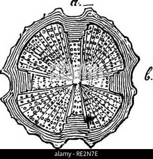 . Vergleichende Anatomie der vegetativen Organe Der phanerogamen und Farne;. Anlage Anatomie; Farne. . Bitte beachten Sie, dass diese Bilder sind von der gescannten Seite Bilder, die digital für die Lesbarkeit verbessert haben mögen - Färbung und Aussehen dieser Abbildungen können nicht perfekt dem Original ähneln. extrahiert. Bary, A. de (Anton), 1831-1888; Bower, F. O. (Frederick Orpen), 1855-1948; Scott, Dukinfield Henry, 1854-1934. Oxford, Clarendon Press Stockfoto