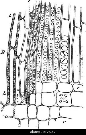 . Vergleichende Anatomie der vegetativen Organe Der phanerogamen und Farne;. Anlage Anatomie; Farne. Abb., soo.. Bitte beachten Sie, dass diese Bilder sind von der gescannten Seite Bilder, die digital für die Lesbarkeit verbessert haben mögen - Färbung und Aussehen dieser Abbildungen können nicht perfekt dem Original ähneln. extrahiert. Bary, A. de (Anton), 1831-1888; Bower, F. O. (Frederick Orpen), 1855-1948; Scott, Dukinfield Henry, 1854-1934. Oxford, Clarendon Press Stockfoto