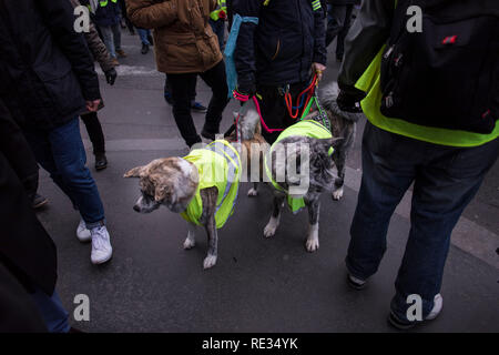 Paris, Frankreich. 19. Jan 2019. Zwei Hunde gesehen, eine gelbe Weste, das Symbol der Bewegung während einer Demonstration gegen die französische Präsident Längestrich Politik. Gelbe weste Demonstranten versammelt und marschierten auf den Straßen von Paris ein weiteres Samstag auf, was Sie die Akte X gegen die Politik der französische Präsident Emmanuel's Längestrich nennen. Credit: SOPA Images Limited/Alamy leben Nachrichten Stockfoto
