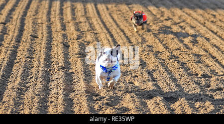 Los Angeles, USA. Jan, 2019 19. Bulldoggen Rennen während der Bulldog Derby in Los Angeles, USA, Jan. 19, 2019. Credit: Li Ying/Xinhua/Alamy leben Nachrichten Stockfoto