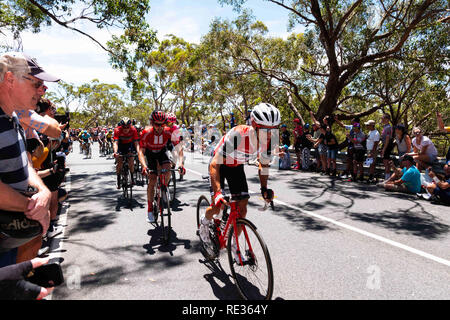 Adelaide, South Australia, Australien. Jan, 2019 20. Richie Porte, Team Trek Segafredo, auf der ersten Duft bis Willunga Hill, Stufe 6 der Tour Down Under, Australien am 20. Januar 2019 Credit: Gary Francis/ZUMA Draht/Alamy leben Nachrichten Stockfoto