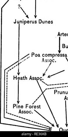 . Anlage Nachfolge; eine Analyse der Entwicklung der Vegetation. Ökologie der Pflanzen. 218 HÖHEPUNKT FORMATIONEN von NÖTH AMERIKA. "Die Bedingungen in Bur Oak Grove dienen die letzten drei Perioden in der Geschichte der vegetative Zustand zu deuten: "1. Der Wald voraus, die zu einer großen Entwicklung der Wälder in den Gebieten der naturräumlichen Vielfalt. "2. Zeitraum von Prairie-feuer, nach dem Aufkommen von Mann und führt zu der Beschränkung der Wald in geschützte Bereiche und die entsprechende Erweiterung der Prärie. "3. Periode der Zivilisation und der virtuellen cessati Stockfoto