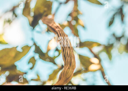 Inga pod am Baum (Brasilien) - guaba Stockfoto