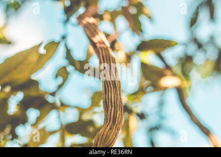 Inga pod am Baum (Brasilien) - guaba Stockfoto