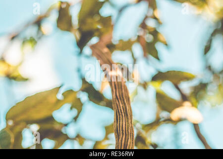 Inga pod am Baum (Brasilien) - guaba Stockfoto