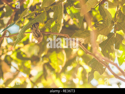 Inga pod am Baum (Brasilien) - guaba Stockfoto