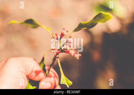 Gewürz, Nelke Nelke, frisch vom Baum (syzygium Aromaticum) Stockfoto