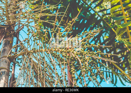 Acai Baum. Acaizeiro. Grüne acai auf den Baum, Brasilianisches Obst Stockfoto