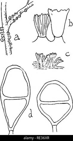 . Die britische Rostpilze (uredinales) ihre Biologie und Klassifizierung. Rostpilze. GYMNOSPOEANGIUM 307^cidia auf Blätter, Zweige und Früchte von Crataegus Oxy-acantha, C. Moschata, Mespilus ger - Manica, Gydonia vulgaris, Juni - August; teleutospores auf Juniperus sabina, April und Mai; gelegentlich. (Abb. 232.) Im Laufe des Lebens Geschichte dieser Art ist identisch mit der der pre-Zedenten. Es wird durch seine kürzere und breitere teleutospores, die ähneln denen von 6 unterschieden. Aecidia Sahinae, aber die sind ganz anders als die der, dass Arten und ähneln denen von 0. clavariaeforme.. Stockfoto