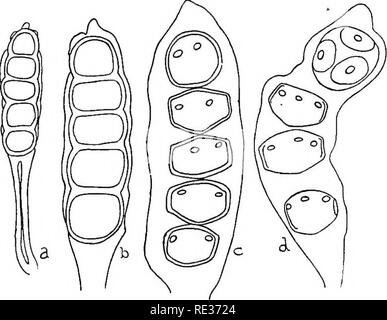 . Die britische Rostpilze (uredinales) ihre Biologie und Klassifizierung. Rostpilze. Die uredospores PHRAGMIDIUM 291 dieser Arten sind von denen ihrer Verbündeten durch dicht und eher grob verruculose und sehr ähnlich dem cseoma - Sporen, aus denen, in der Tat, sie fast ausschließlich in einzeln und nicht in Ketten, abstricted unterscheiden sich unterschieden. Die oseoma - Stadium ist eine der frühesten Uredines der Feder, die auf den Blättern, sobald Sie sind gut entwickelt, und auch an den Kelch zu erweitern. Die teleutospores sind völlig ohne papille auf der apikalen Zelle; die Gallertartige äußeren Co Stockfoto