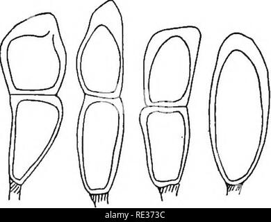. Die britische Rostpilze (uredinales) ihre Biologie und Klassifizierung. Rostpilze. Auf GRAMINE^ 281 auf Blätter (lebend oder Fading) von Brachypodium pinnatum, B. silvaticum. Nicht selten. Juli - November, teleuto - Sporen nicht vor September. (Abb. 212.) Beide Maas und Fischer erwähnen, dass, gemischt mit der uredospores, sind zahlreiche hyalinen capitate paraphyses; Sydows "Monographia schließt alle Erwähnung dieser. Die Exemplare, die ich gesehen haben, zeigen Sie ihnen, immer in großer Zahl. Oft fruchtstiels des teleutospores ist fast nicht vorhanden, und die Basal Cell-Wall ist stark verdickt. Die obere Rn Stockfoto