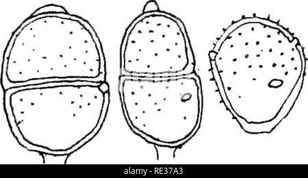 . Die britische Rostpilze (uredinales) ihre Biologie und Klassifizierung. Rostpilze. Auf POLYGONACEvE 223 einzeln zerstreut: die des Puooinia sind in größeren orbicular Clustern und werden selten einzeln gefunden; wenn nicht geclustert, sie verbreiten sich über das ganze Blatt. In Wolfe's herbarium sind einige Blätter von Lupinus diurna, bedeckt mit Uredo - Sori, die er irrtümlich S. Lychnidearum zugeordnet: Es gibt keine teleutospores der letzteren, aber, aber sehr wenige S. Behenis wurden in der gleichen Sori gefunden. Siehe unter S. Lychnidearwn. Die circinate Anordnung der Sori, auf hellere Flecken, sehr ähnlich ist Stockfoto