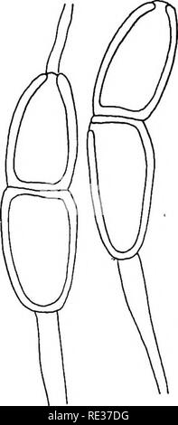 . Die britische Rostpilze (uredinales) ihre Biologie und Klassifizierung. Rostpilze. 206 PUCCINIA länglich bis clavate, oberhalb und nicht verdickt, offenbar gerundet verengt, die in der Regel unter, glatt, Braun, 55 - abgeschwächt 90 x 20 - 36/u. (Oder sogar 100 jjl Lange); Stiele Glasigkeit, Pro-sistent, sehr lang (in 160/i). Auf Buxus sempervirens. Ziemlich allgemein. September, Oktober, dauerhafte durch den Winter und Frühling. (Abb. 153.) Die Sporen dieser Spezies leicht fallen auseinander in ihren Zellen. Ed. Fischer bewiesen, dass er nur die eine Spore-Form: Er gibt (i. e.) zahlen. Stockfoto