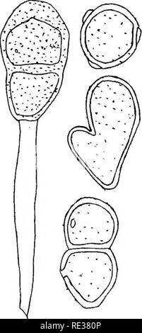 . Die britische Rostpilze (uredinales) ihre Biologie und Klassifizierung. Rostpilze. 132 PUCCINIA Abb. 83. S. Ghry - santhemi. Ure-dospore (Brit-ish). zart Stiele dick, hyaline Uredospores. Sori generell hypophyllous, unregelmäßige fahl-gelb oder bräunliche Flecken, verstreut oder in Gruppen, etwa 1 - 1|mm Durchm. Oft circi - nate, pulverulent, snufif-braun; Sporen gewölbt, Ellipsoid, zart echinulate, Braun, 24 - 52 X 17 - 27 fj,, meist mit drei germ-Poren. [Teleutospores. Mit dem uredospores, länglich oder Ellipsoid, abgerundet und leicht verdickt, in der Regel abgerundet oder so gemischt Stockfoto