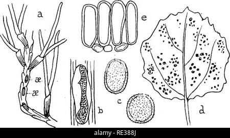 . Die britische Rostpilze (uredinales) ihre Biologie und Klassifizierung. Rostpilze. 58 MELAMPSORA PINITORQUA Punkt, mit der die seitliche Krümmung kombiniert, Ursachen S-förmige Verzerrungen, die den Namen "Pine Filiale Twist" für die Krankheit (Abb. gegeben haben. 35). Es ist von Massee vorgeschlagen, dass die secidiospores Repro-Duce der Sec idia und damit der Parasit auf der Pine propagieren, ohne Bezugnahme auf den anderen Host, aber kein Beweis für diese Aussage gegeben. Das MYZEL ist fast zweifellos mehrjährig in der betroffenen Branche und damit frische Ausbrüche entstehen Jahr für Jahr mehr oder Les Stockfoto