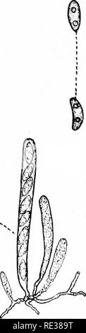 . Die Nordamerikanischen Pyrenomycetes. Ein Beitrag zur mycologic Botanik. Pyrenomycetes. p f4, Anderson, ad n..del.. 0"n, M.&gt;^Ii.^ v. jU, PLuL^. Bitte beachten Sie, dass diese Bilder sind von der gescannten Seite Bilder, die digital für die Lesbarkeit verbessert haben mögen - Färbung und Aussehen dieser Abbildungen können nicht perfekt dem Original ähneln. extrahiert. Ellis, Job Bricknell, 1829-1905; Everhart, Benjamin Matlack, 1818-1904. Newfield, N. J., Ellis & Amp; Everhart Stockfoto