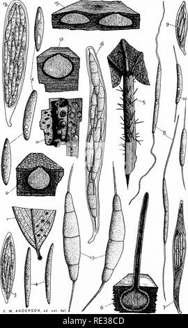 . Die Nordamerikanischen Pyrenomycetes. Ein Beitrag zur mycologic Botanik. Pyrenomycetes. Platte 32.. F, W. ANDERSON, ad, Nat.del â AU.;^ Puwfll, ich werde. Bitte beachten Sie, dass diese Bilder sind von der gescannten Seite Bilder, die digital für die Lesbarkeit verbessert haben mögen - Färbung und Aussehen dieser Abbildungen können nicht perfekt dem Original ähneln. extrahiert. Ellis, Job Bricknell, 1829-1905; Everhart, Benjamin Matlack, 1818-1904. Newfield, N. J., Ellis & Amp; Everhart Stockfoto