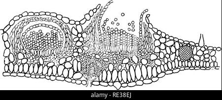 . Die britische Rostpilze (uredinales) ihre Biologie und Klassifizierung. Rostpilze. Ich CHAPTEK LIPE - HISTORF VON PUCCINIA CARIOIS, die BRENNNESSEL UND SEGGE ROST Puccinia Garicis hat zwei Stufen, den spermogonial und secidial, auf die Brennnessel (Urtica dioica und anderen Arten), und zwei andere, die Uredo- und teleutospore-Stufen, auf verschiedene Arten von Curex, vor allem C. paludesa. Der erste Auftritt auf der Brennnessel ist im Frühjahr, etwa Ende April oder Anfang Mai, wenn kleine geschwollene gelbliche Flecken können auf der Oberfläche der Brennnessel gesehen - Blätter werden. Diese Flecken sind rund und conv Stockfoto