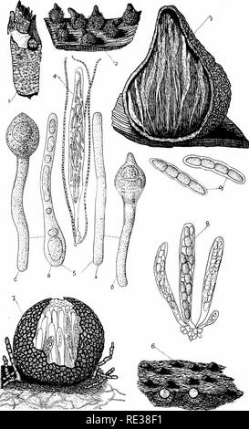 . Die Nordamerikanischen Pyrenomycetes. Ein Beitrag zur mycologic Botanik. Pyrenomycetes. Platte 18. F W. ANDERSON, Ad. Nat.del. a^o. Ein 'i*' po-. Bitte beachten Sie, dass diese Bilder sind von der gescannten Seite Bilder, die digital für die Lesbarkeit verbessert haben mögen - Färbung und Aussehen dieser Abbildungen können nicht perfekt dem Original ähneln. extrahiert. Ellis, Job Bricknell, 1829-1905; Everhart, Benjamin Matlack, 1818-1904. Newfield, N. J., Ellis & Amp; Everhart Stockfoto