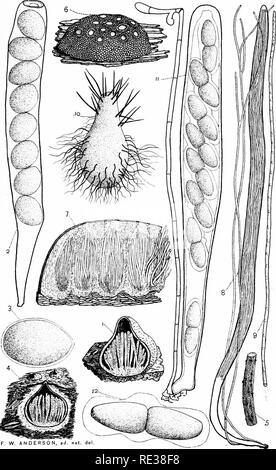 . Die Nordamerikanischen Pyrenomycetes. Ein Beitrag zur mycologic Botanik. Pyrenomycetes. Platte 17.. F, W. ANDERSON, Ad. Nat.del. Bitte beachten Sie, dass diese Bilder sind von der gescannten Seite Bilder, die digital für die Lesbarkeit verbessert haben mögen - Färbung und Aussehen dieser Abbildungen können nicht perfekt dem Original ähneln. extrahiert. Ellis, Job Bricknell, 1829-1905; Everhart, Benjamin Matlack, 1818-1904. Newfield, N. J., Ellis & Amp; Everhart Stockfoto