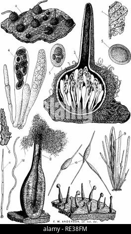 . Die Nordamerikanischen Pyrenomycetes. Ein Beitrag zur mycologic Botanik. Pyrenomycetes. Platte 14.. Gtfo AVj. j-1', oweU Plult. Bitte beachten Sie, dass diese Bilder sind von der gescannten Seite Bilder, die digital für die Lesbarkeit verbessert haben mögen - Färbung und Aussehen dieser Abbildungen können nicht perfekt dem Original ähneln. extrahiert. Ellis, Job Bricknell, 1829-1905; Everhart, Benjamin Matlack, 1818-1904. Newfield, N. J., Ellis & Amp; Everhart Stockfoto