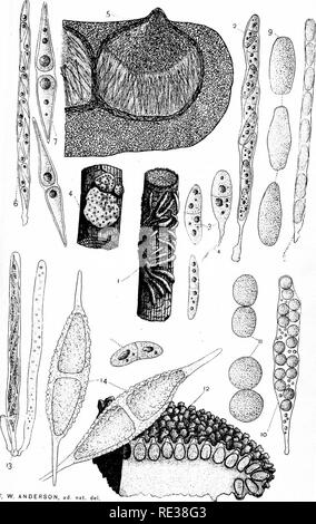 . Die Nordamerikanischen Pyrenomycetes. Ein Beitrag zur mycologic Botanik. Pyrenomycetes. Platte 11.. F. W. ANDERSO Gwo. MrjyTo. &Gt; 'Ich''""""^^' Eli. PLTii. T. Bitte beachten Sie, dass diese Bilder sind von der gescannten Seite Bilder, die digital für die Lesbarkeit verbessert haben mögen - Färbung und Aussehen dieser Abbildungen können nicht perfekt dem Original ähneln. extrahiert. Ellis, Job Bricknell, 1829-1905; Everhart, Benjamin Matlack, 1818-1904. Newfield, N. J., Ellis & Amp; Everhart Stockfoto