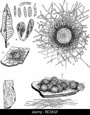 . Die Nordamerikanischen Pyrenomycetes. Ein Beitrag zur mycologic Botanik. Pyrenomycetes. Platte 9. 8''"""^% £ ^w^^'n#^-9F, W. ANDERSON, Ad. nal.de. Bitte beachten Sie, dass diese Bilder sind von der gescannten Seite Bilder, die digital für die Lesbarkeit verbessert haben mögen - Färbung und Aussehen dieser Abbildungen können nicht perfekt dem Original ähneln. extrahiert. Ellis, Job Bricknell, 1829-1905; Everhart, Benjamin Matlack, 1818-1904. Newfield, N. J., Ellis & Amp; Everhart Stockfoto