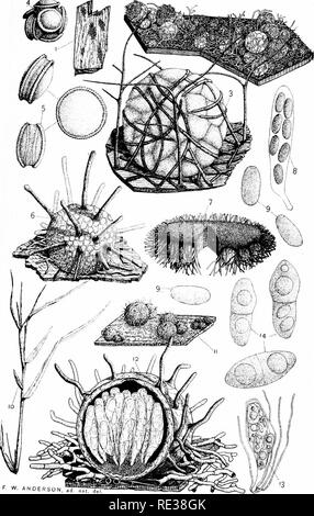 . Die Nordamerikanischen Pyrenomycetes. Ein Beitrag zur mycologic Botanik. Pyrenomycetes. Platte 8.. F W. ANDERSON, ES ^J^ Tde"-vP., welLru,. Bitte beachten Sie, dass diese Bilder sind von der gescannten Seite Bilder, die digital für die Lesbarkeit verbessert haben mögen - Färbung und Aussehen dieser Abbildungen können nicht perfekt dem Original ähneln. extrahiert. Ellis, Job Bricknell, 1829-1905; Everhart, Benjamin Matlack, 1818-1904. Newfield, N. J., Ellis & Amp; Everhart Stockfoto