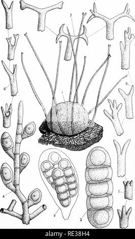 . Die Nordamerikanischen Pyrenomycetes. Ein Beitrag zur mycologic Botanik. Pyrenomycetes. Platte 5. F. W. ANDERSON, ad Nat.del.. Bitte beachten Sie, dass diese Bilder sind von der gescannten Seite Bilder, die digital für die Lesbarkeit verbessert haben mögen - Färbung und Aussehen dieser Abbildungen können nicht perfekt dem Original ähneln. extrahiert. Ellis, Job Bricknell, 1829-1905; Everhart, Benjamin Matlack, 1818-1904. Newfield, N. J., Ellis & Amp; Everhart Stockfoto