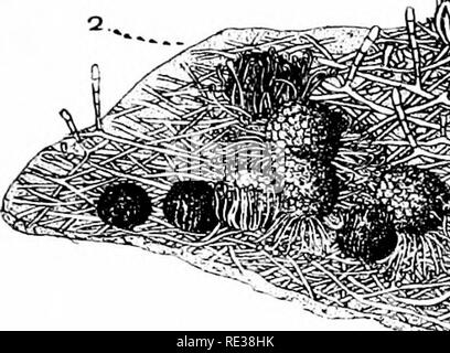 . Die Nordamerikanischen Pyrenomycetes. Ein Beitrag zur mycologic Botanik. Pyrenomycetes. Platte 2. . "Fi" Ich^^. Bitte beachten Sie, dass diese Bilder sind von der gescannten Seite Bilder, die digital für die Lesbarkeit verbessert haben mögen - Färbung und Aussehen dieser Abbildungen können nicht perfekt dem Original ähneln. extrahiert. Ellis, Job Bricknell, 1829-1905; Everhart, Benjamin Matlack, 1818-1904. Newfield, N. J., Ellis & Amp; Everhart Stockfoto