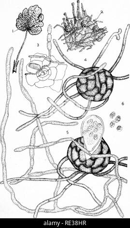 . Die Nordamerikanischen Pyrenomycetes. Ein Beitrag zur mycologic Botanik. Pyrenomycetes. Platte 1. F. W. ANDERSON, Ad. Nat, Del. Ll^O AV.) riV, v' v3 l. l, PLal3.. Bitte beachten Sie, dass diese Bilder sind von der gescannten Seite Bilder, die digital für die Lesbarkeit verbessert haben mögen - Färbung und Aussehen dieser Abbildungen können nicht perfekt dem Original ähneln. extrahiert. Ellis, Job Bricknell, 1829-1905; Everhart, Benjamin Matlack, 1818-1904. Newfield, N. J., Ellis & Amp; Everhart Stockfoto