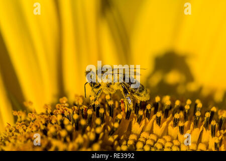 Eine Honigbiene (Apis mellifera carnica) sammelt Pollen auf eine gelbe Sonnenblume (Helianthus annuus) Stockfoto
